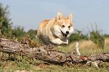 CORGI PEMBROKE 164